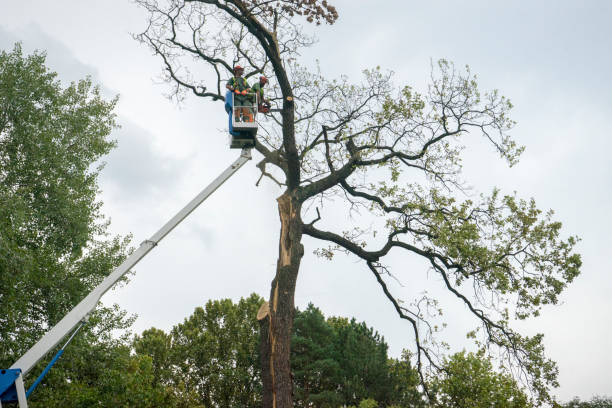 How Our Tree Care Process Works  in  Oxford, PA